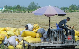 Ấn Độ cấm xuất khẩu gạo: Cơ hội thế nào, rủi ro ra sao với Việt Nam?