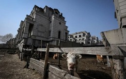 Thảm họa khủng hoảng BĐS Trung Quốc: Dự án có hàng trăm biệt thự giá triệu USD thành thị trấn ma, bị nông dân ‘xâm chiếm’ nuôi bò, trồng trọt