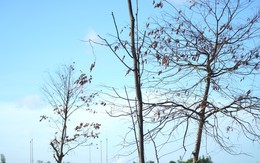 Loạt cây xanh đô thị tại Huế bỗng thành ‘củi khô’ sau khi bứng đi trồng lại