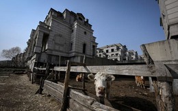 Nghịch cảnh trớ trêu ở Trung Quốc: Biệt thự triệu đô nằm la liệt nhưng triệu phú không thấy, chỉ... thấy bò