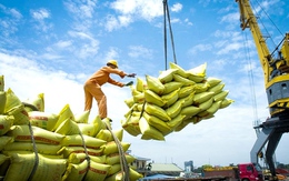 Ấn Độ cấm xuất khẩu gạo: Doanh nghiệp Việt dè chừng