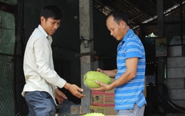 Giá mãng cầu xiêm cao kỷ lục