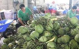 Dừa tươi Việt Nam trước cơ hội xuất khẩu chính ngạch sang Trung Quốc