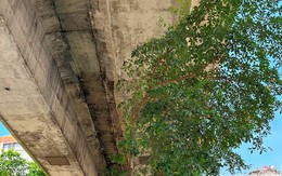 Cám cảnh cây xanh Hà Nội còi cọc 'đụng' gầm đường trên cao