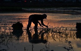 Cách làm của nông dân Việt Nam lên báo nước ngoài, được xem là " cứu tinh" khi sóng nhiệt tấn công