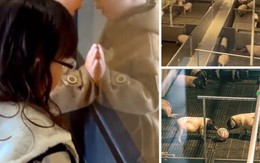 Giống lợn cực hiếm từ phòng khách sạn: Dịch vụ độc lạ gây sốt với giá 29 triệu đồng/đêm