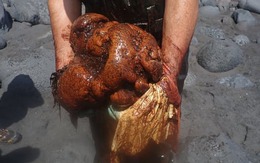 Cá voi chết dạt vào bờ biển, các nhà nghiên cứu mổ bụng phát hiện 'hòn đá', hóa ra là báu vật giá trị
