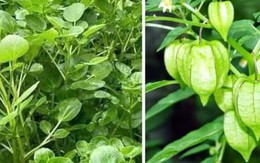 3 loại rau 'trường thọ' mọc dại đầy ở Việt Nam còn tốt hơn cả 'nhân sâm'