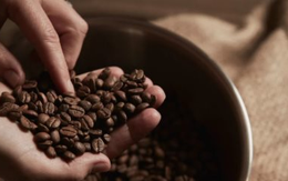 Một quốc gia châu Mỹ có sản lượng cà phê bằng 0, tăng nhập khẩu cà phê Việt Nam gần 500% trong 5 tháng đầu năm