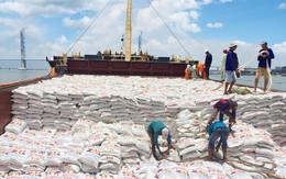 Xuất khẩu gạo: Cơ hội vàng và tiên lượng rủi ro