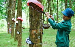 Từng chi hàng trăm tỷ đồng để "cứu" bầu Đức, công ty cao su kỳ lạ tiếp tục báo lỗ, đã âm vốn 1.118 tỷ đồng