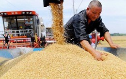 Vựa lúa của Trung Quốc bị ‘nứt’