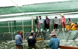 Giá tôm bắt đầu tăng nhẹ, người nuôi vẫn e dè chưa dám thả giống