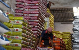Dự báo nóng về giá gạo thế giới