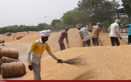 Các nhà xuất khẩu của Ấn Độ dự đoán chính phủ sớm dỡ bỏ lệnh cấm xuất khẩu gạo