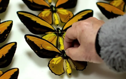 'Chợ đen' những loài bướm quý hiếm
