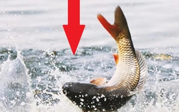 Khi cá bất ngờ nhảy lên khỏi mặt nước, vì sao không nên vung cần câu?