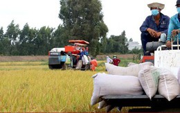 Giá lúa, gạo tiếp tục tăng mạnh