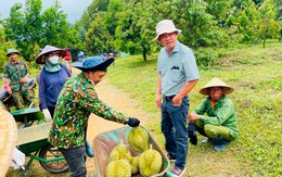 Bầu Đức và 1.200ha sầu riêng: 1 đồng vốn 5 đồng lời, nếu xưa có “cò đất” thì nay nhan nhản “cò sầu riêng”