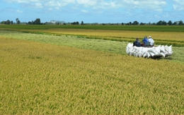 Tăng 50.000 ha trồng lúa là phản ứng linh hoạt để chớp thời cơ xuất khẩu gạo
