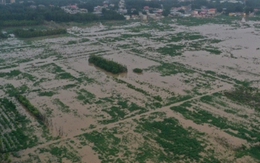 Giá gạo toàn cầu có thể tăng cao vì lũ lụt ở Trung Quốc