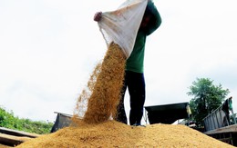 Bộ Công Thương xây dựng chiến lược dài hơi về xuất khẩu gạo và ổn định thị trường
