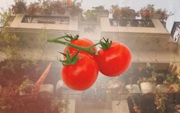 Đối phó với khủng hoảng, người đàn ông thu hoạch 2 tạ rưỡi cà chua trồng tại ban công nhà