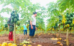 Thông tin mới vụ doanh nghiệp 'bùng hàng' nghìn tấn đu đủ