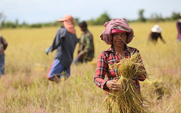 Quốc gia 'sát sườn' Việt Nam với giấc mơ trở thành ‘vựa gạo của ASEAN’