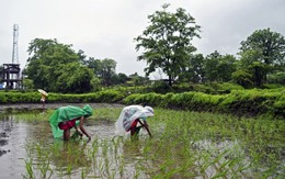 Ấn Độ lại sắp 'sát muối' vào thị trường gạo, thế giới 'nín thở' chờ đợi