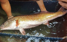Một loại cá có ở Việt Nam được cả thế giới “săn lùng”: 1kg bong bóng giá hơn 1 tỷ đồng, ngư dân bắt được 1 con là đủ ăn cả đời