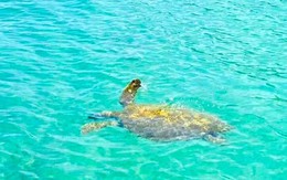 Sau một năm không mang rác thải nhựa lên đảo: Cá heo, rùa biển xuất hiện tại vùng biển Cô Tô
