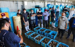 Ngành thuỷ sản Nhật Bản rung chuyển sau khi Trung Quốc dừng nhập khẩu - đáp trả quyết định xả nước thải từ cơ sở hạt nhân Fukushima ra biển