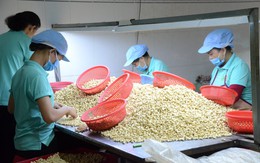 Trong 7 tháng, một loạt hạt mang về cho Việt Nam gần 2 tỷ USD, tăng 10% cùng kỳ