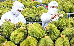 Xuất khẩu rau quả vào Trung Quốc tăng kỷ lục