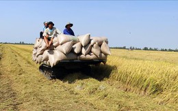 Giá gạo xuất khẩu Việt Nam vẫn giữ vị trí cao nhất
