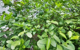 Loại lá cây rẻ bèo ở Việt Nam sang nước ngoài lại "đắt hơn tôm tươi", bán hơn 8 triệu đồng/kg vẫn đầy người mua
