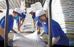 Sau loạt 'tin dữ' từ Ấn Độ, Myanmar - gạo xuất khẩu Việt Nam lập đỉnh 15 năm, giá cao nhất thế giới