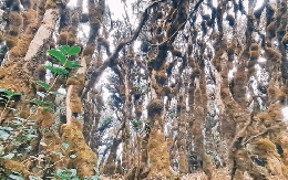 Phát hiện cánh rừng nguyên sinh kỳ bí như trong phim Hollywood ở ngay vùng núi phía Bắc Việt Nam, du khách nhận xét cảnh đẹp như chốn thần tiên