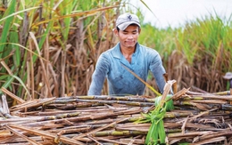 Doanh nghiệp nào hưởng lợi khi Ấn Độ cấm xuất khẩu đường?