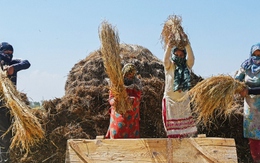 Quyết định cấm xuất khẩu gạo của Ấn Độ ảnh hưởng nhiều tới các nước nghèo