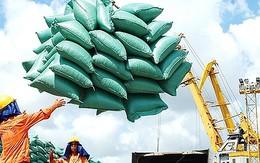 Giá gạo xuất khẩu tăng vọt đẩy giá lúa trong nước 'nóng sốt' từng ngày