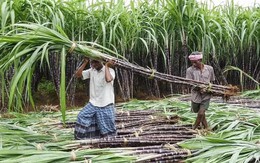 Sau gạo, một mặt hàng nông sản khác rất có thể rơi vào vòng xoáy bão giá do ảnh hưởng từ lệnh cấm xuất khẩu của Ấn Độ