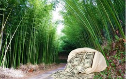 2 người liên tiếp nhặt được bọc tiền gần 40 tỷ đồng trong rừng tre ở Nhật Bản, cảnh sát lập tức vào cuộc