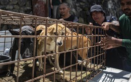 Chợ thịt chó bị đóng cửa: Người dân "buồn bã" vì mất món truyền thống