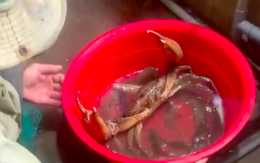 Mức giá không ngờ của con cua biển 'khổng lồ' 1,7kg ở Sóc Trăng