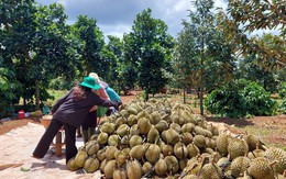 Bộ trưởng Lê Minh Hoan: Đừng để sầu riêng rơi vào bi kịch...