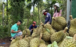 Mua, bán sầu riêng: Các DN "đánh nhau" và tự thua trên sân nhà