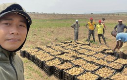 Quang Linh farm bội thu khoai tây trái mùa, thương lái tranh nhau mua nhưng số tiền thu về cả vụ mới choáng