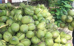 Xuất khẩu dừa hướng tới mốc 1 tỷ USD